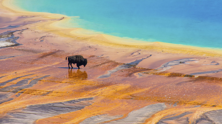 Yellowstone hot springs and bison