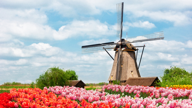 iconic Dutch windmill with tulip fields in front