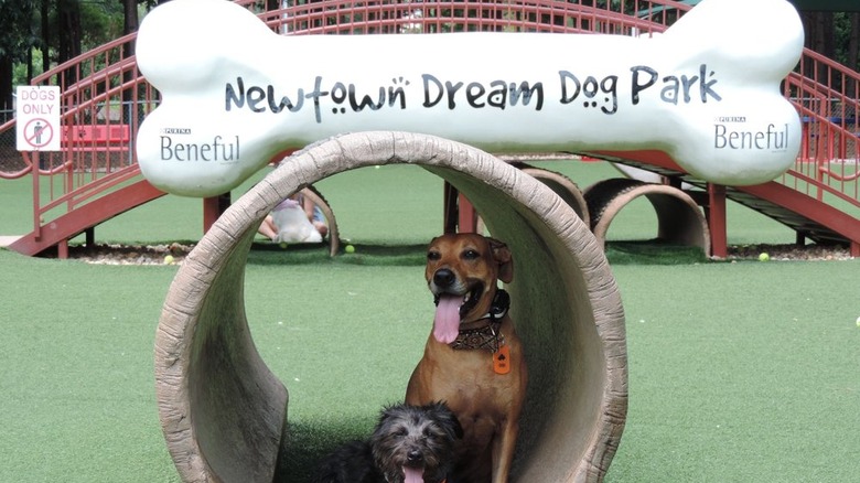 Puppy Playground - Puppy Playground, Dog Park, Dog Play Equipment