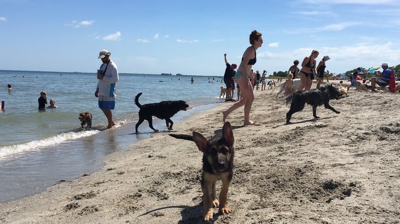 Dogs playing