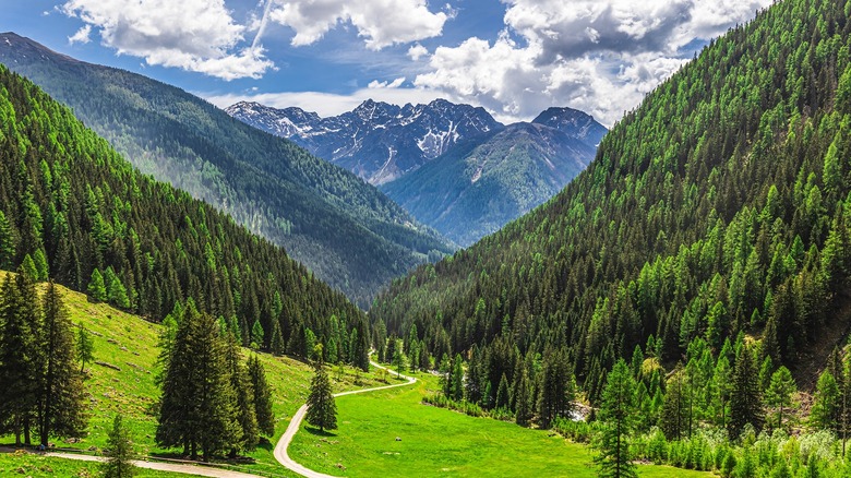 forest path and mountains