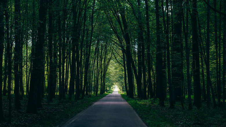 Belovezhskaya Pushcha, Belarus