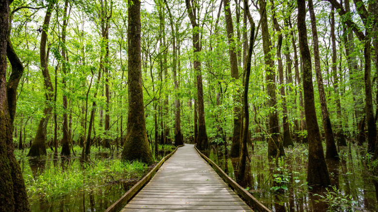 Congaree, South Carolina