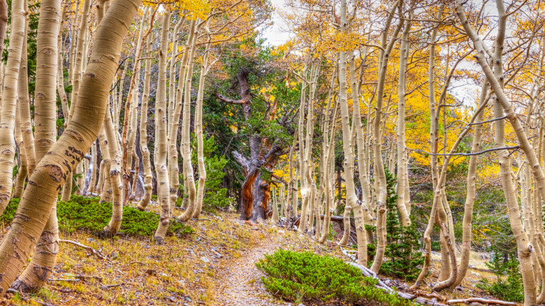 Great Basin, Nevada