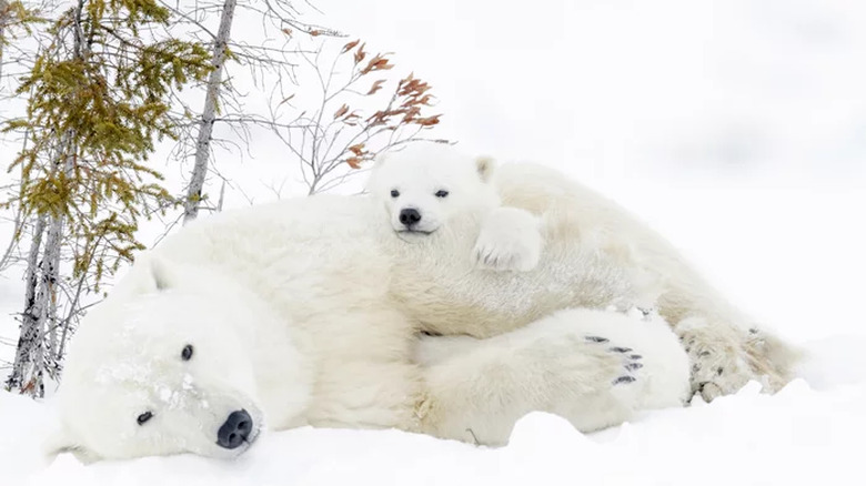 polar bears