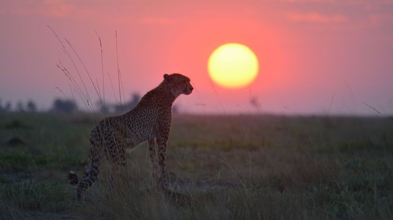 Liuwa Plain, Zambia