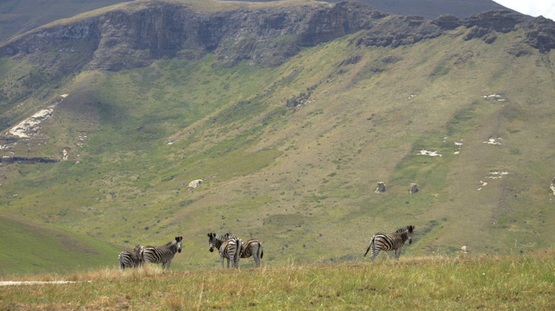 Mountain Zebra, South Africa
