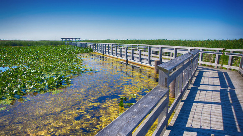 Point Pelee, Ontario, Canada