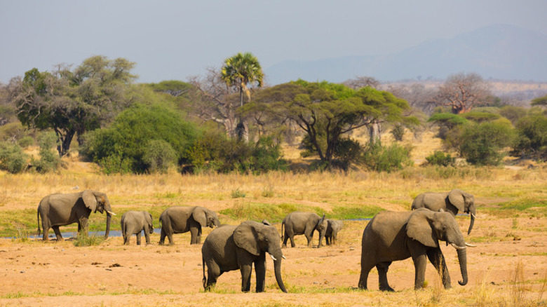 Ruaha, Tanzania