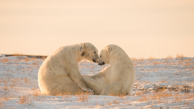 Wapusk, Manitoba, Canada