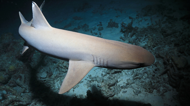 Whitetip reef shark hunting in the night underwater in the Great Barrier Reef of Australia