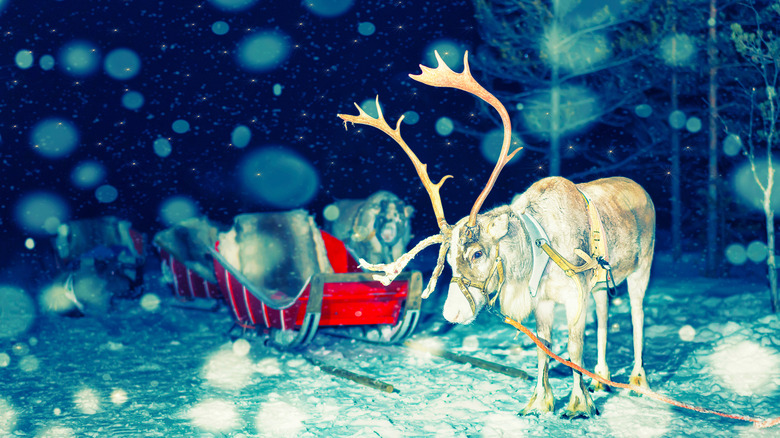 Reindeer sleigh in night Finland in Rovaniemi at Lapland farm.