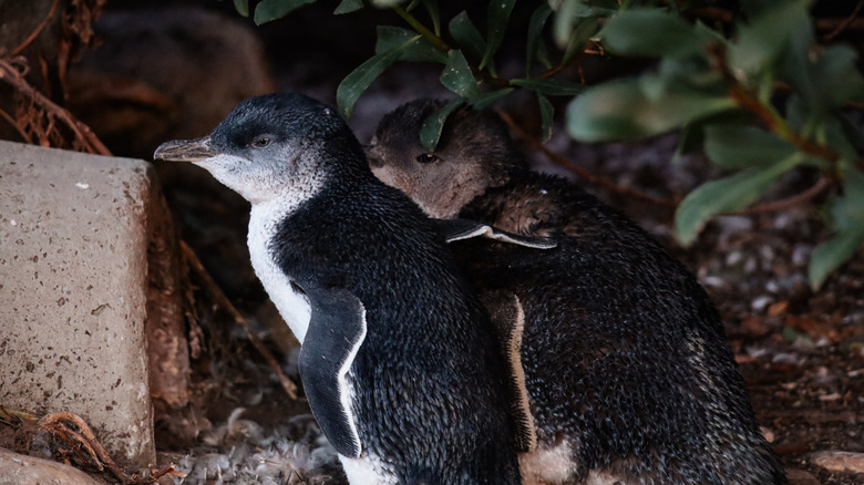 Picture of two fairy penguins hugging at dusk next to their burrow.