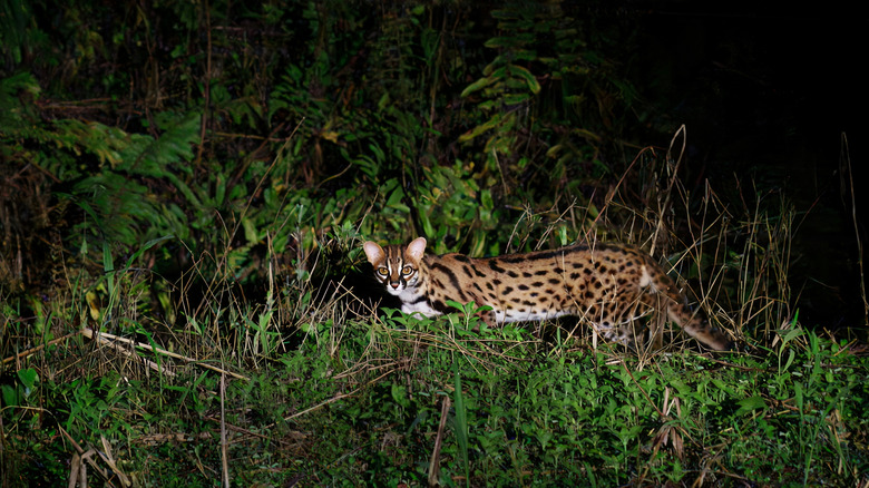Leopard cat known as Prionailurus Bengalensis, at night in Danum Valley, Borneo, Malaysia