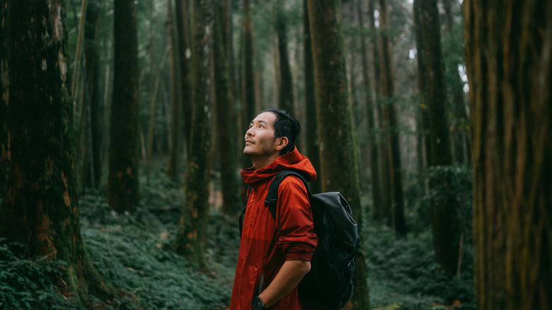 Hiker in the forest