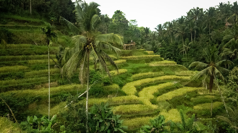 View of Tegalalang Rice Terrace