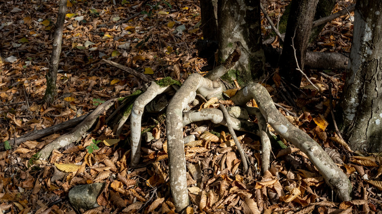 Creepy, twisted, finger-like tree roots in Hoia Baciu Forest.