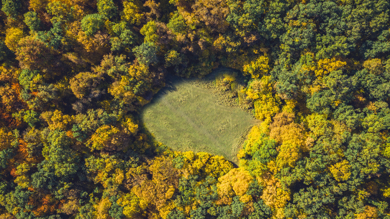 The mysterious clearing in Hoia Baciu Forest where trees won't grow.