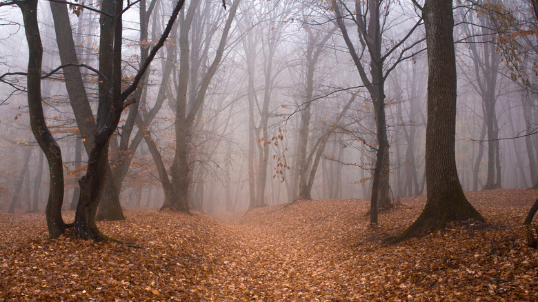 A foggy trail through Hoia Baciu Forest in Romania.