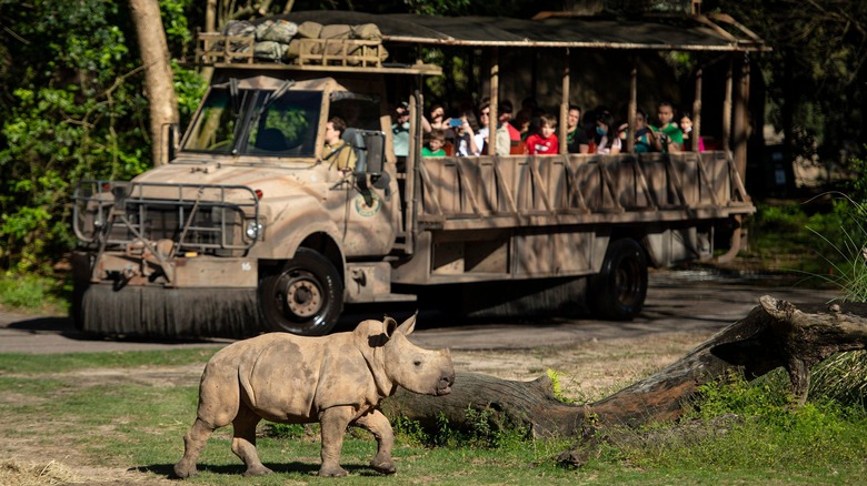 Kilimanjaro Safaris truck and rhino
