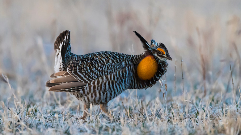 A prairie chicken in Nebraska