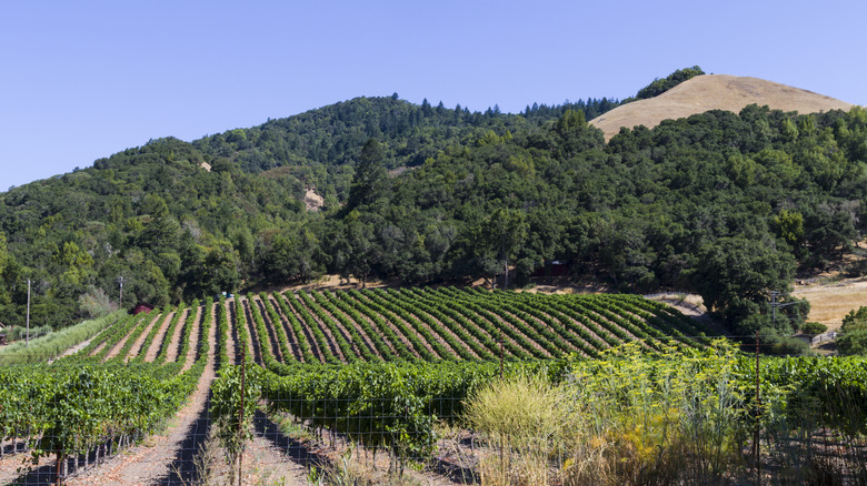 vineyard near Santa Rosa, CA