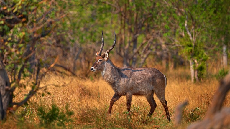 African antelope