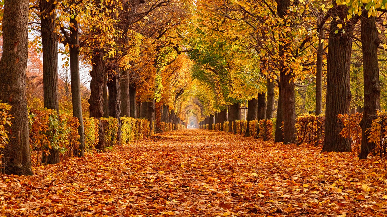 tree-lined lane with autumn leaves
