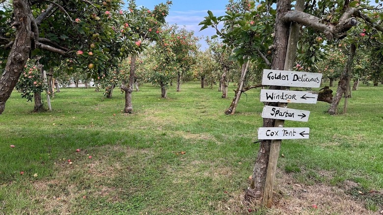 Apple orchard in Warwickshire with signs on a tree pointing to various camping spots