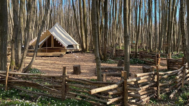 Bell Tent surrounded by trees in Badgells Wood, Kent, England