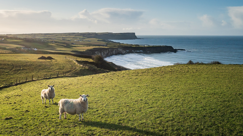 sheep on hill above ocean