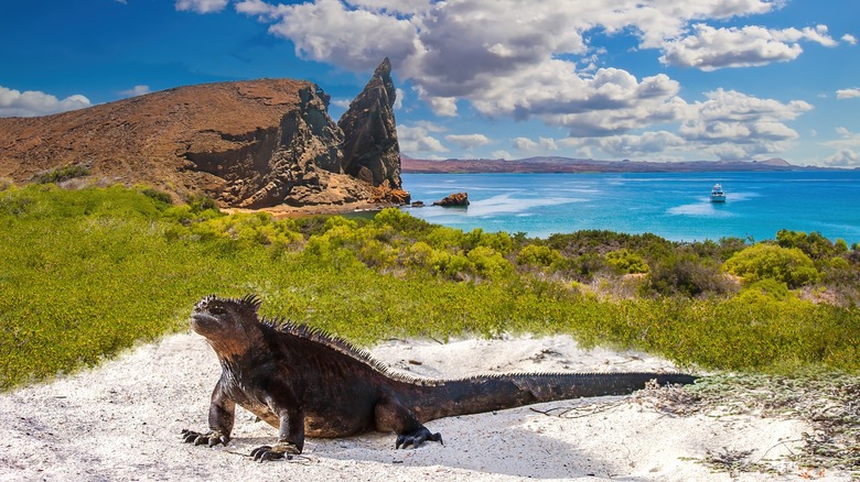 iguana sunbathing