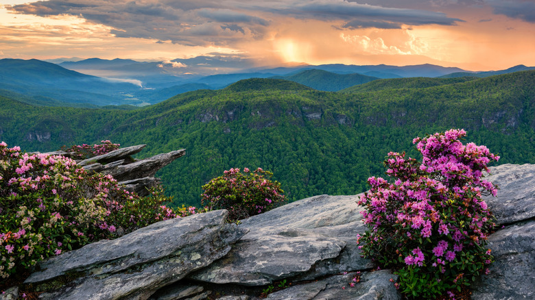 Pink-shell azalea in bloom on rocky outcropping