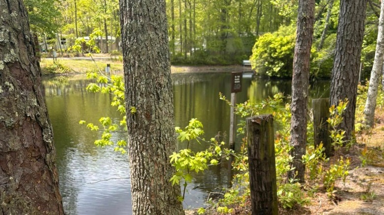 Dog walking along water at Ocean View Resort Campground