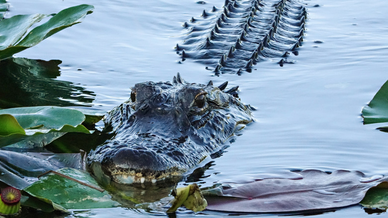 alligator swims through plants