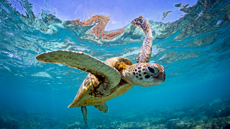 Sea turtle, Great Barrier Reef