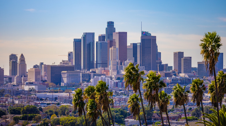 Downtown Los Angeles palm trees