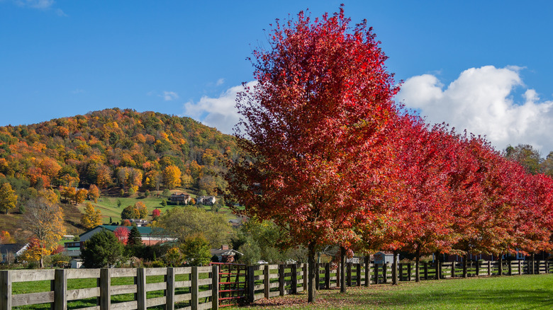 Country lane in Banner Elk during autumn