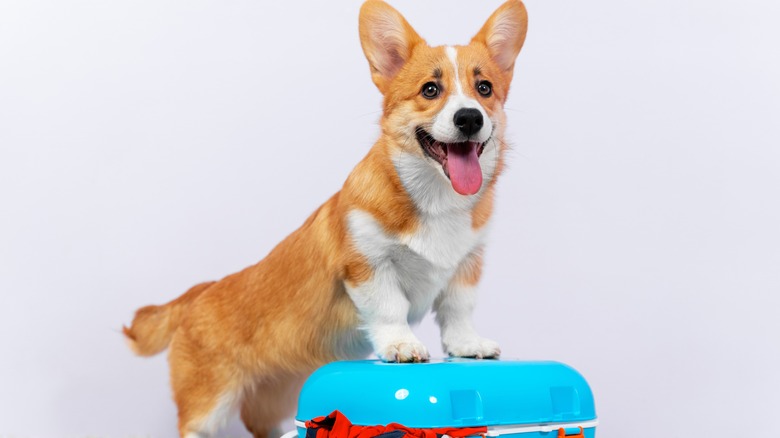 Corgi standing on suitcase
