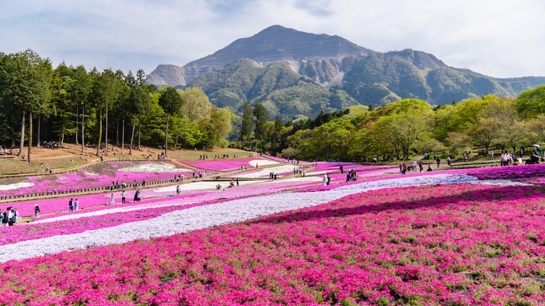Phlox in Hitsujiyama Park
