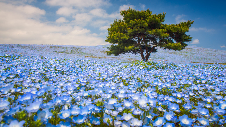 Nemophila in Hitachi Seaside Park
