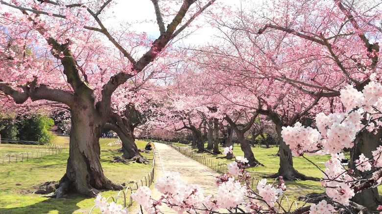 cherry blossom trees in bloom