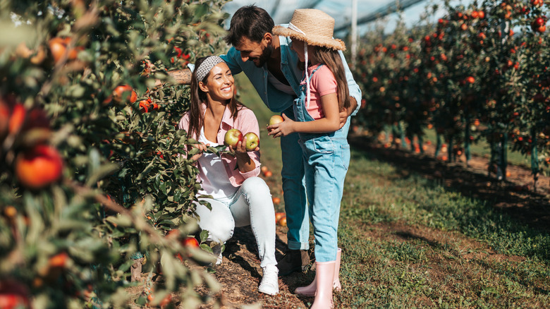 Family apple-picking