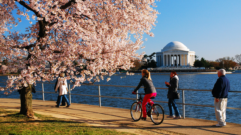 cherry blossoms in D.C.