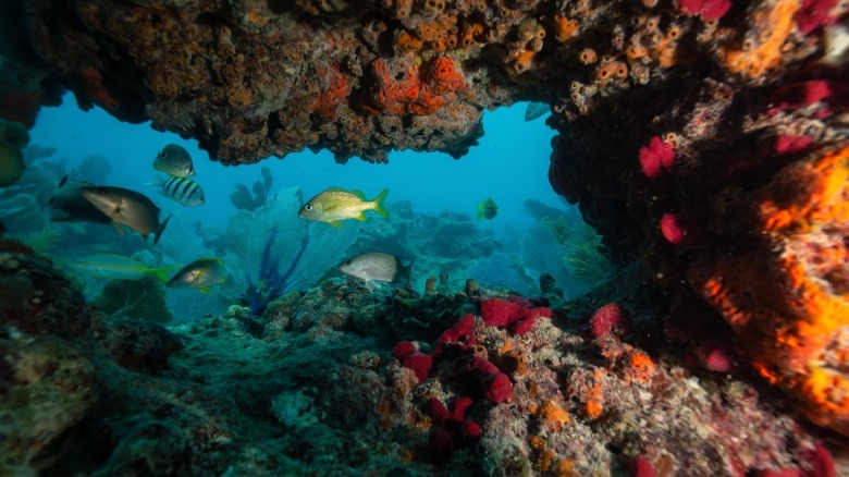 The Best Snorkeling Destinations In The World