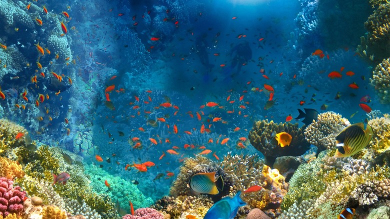 Colorful fish in coral reef