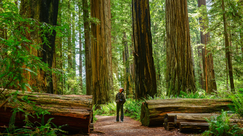 Man looking up at giant redwood trees