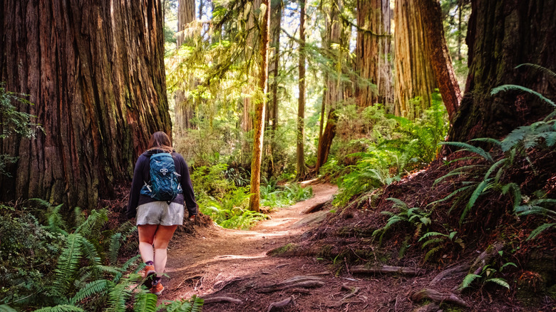 person hiking in the forest of Jedediah Smith Redwoods State Park