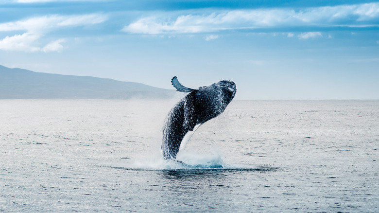 Whale jumping in Iceland