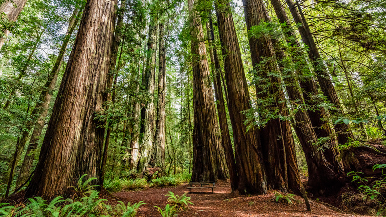 View of trees in Redwood National Park